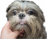 Small Photo #1 Shih Tzu Puppy For Sale in HAYWARD, CA, USA