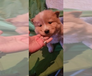 Chow Chow-Siberian Husky Mix Puppy for sale in WATERLOO, IA, USA