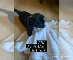 F2 Aussiedoodle Puppy for sale in ONAWAY, MI, USA