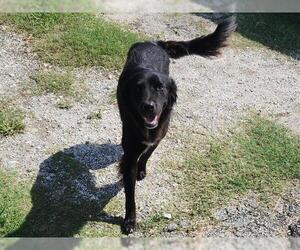 Shepradors Dogs for adoption in Houston, TX, USA