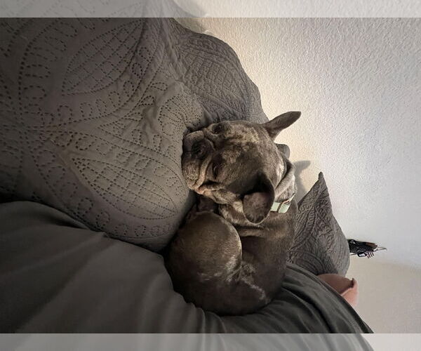 Medium Photo #5 French Bulldog Puppy For Sale in Oakley , CA, USA