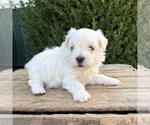 Small #3 Maltese