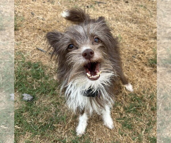 Medium Photo #3 Mutt Puppy For Sale in Spring Lake, NC, USA