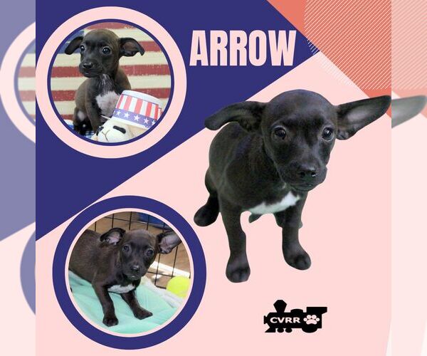 Medium Photo #1 Chihuahua-Unknown Mix Puppy For Sale in Lindsay, CA, USA