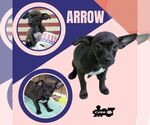 Small Chihuahua Mix
