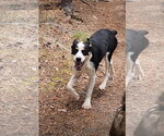 Small #2 Australian Shepherd Mix