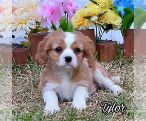 Cavalier King Charles Spaniel Puppy for sale in MIAMI, FL, USA