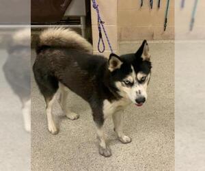 Huskies -Unknown Mix Dogs for adoption in Conroe, TX, USA
