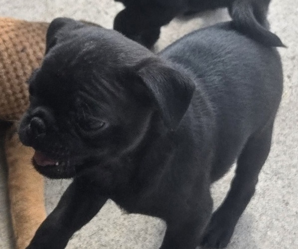 Medium Photo #2 Pug Puppy For Sale in RICHMOND, TX, USA