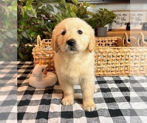 Medium Golden Retriever