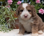 Small #5 Miniature Bernedoodle