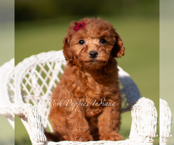 Medium Photo #116 Poodle (Toy) Puppy For Sale in WARSAW, IN, USA