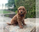 Small #1 Miniature Labradoodle