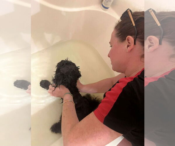 Medium Photo #9 Shih-Poo Puppy For Sale in Gretna, NE, USA