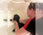 Small #8 Shih-Poo