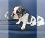 Small Photo #95 English Bulldog Puppy For Sale in WEEKI WACHEE, FL, USA
