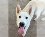 Small #1 German Shepherd Dog Mix