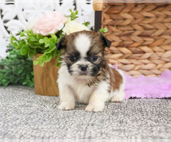 Medium Photo #13 Shih Tzu Puppy For Sale in SYRACUSE, IN, USA