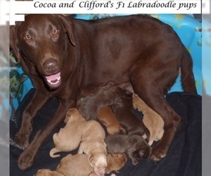 Mother of the Labradoodle puppies born on 09/08/2019