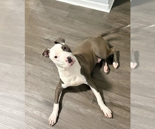 Medium Photo #2 American Pit Bull Terrier-Unknown Mix Puppy For Sale in Oakhurst, NJ, USA