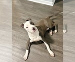 Small #1 American Pit Bull Terrier Mix
