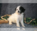 Small Photo #4 Bernedoodle (Miniature) Puppy For Sale in NAPPANEE, IN, USA