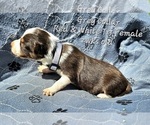 Puppy Grey Collar Border Collie