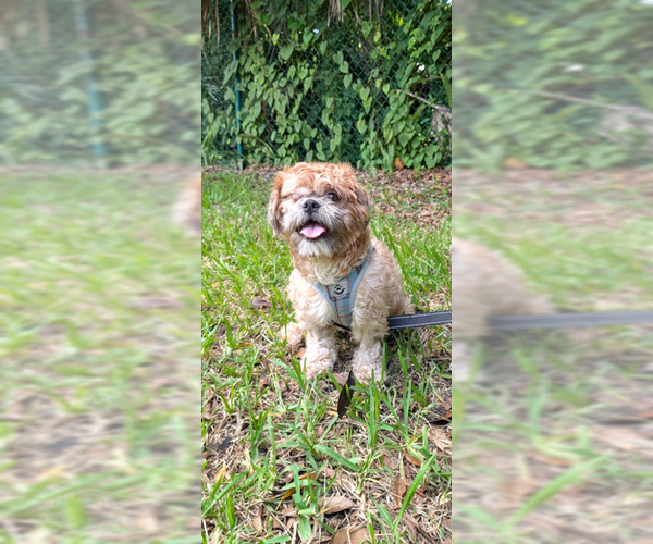 Medium Photo #6 Shih Tzu Puppy For Sale in Weston, FL, USA