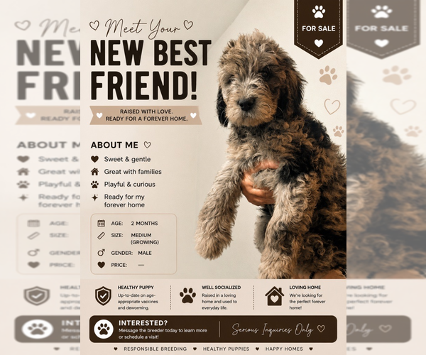 Medium Photo #1 Goldendoodle Puppy For Sale in BEND, OR, USA