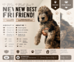 Puppy Roland Goldendoodle