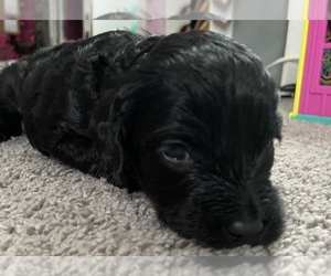 Miniature Labradoodle Puppy for sale in HOMETOWN, PA, USA
