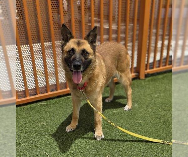 Medium Photo #2 German Shepherd Dog-Unknown Mix Puppy For Sale in Las Vegas, NV, USA