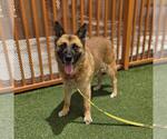 Small #1 German Shepherd Dog Mix