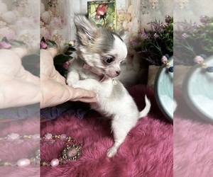 Chihuahua Puppy for Sale in TRACY, California USA