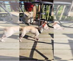 Small #1 Chihuahua