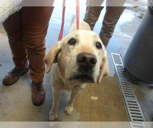 Labrador Retriever Dogs for adoption in Santa Rosa, CA, USA