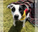 Small #1 Border Collie Mix