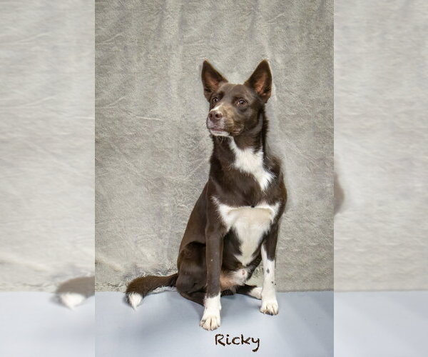 Medium Photo #2 Mutt Puppy For Sale in Hot Springs Village, AR, USA