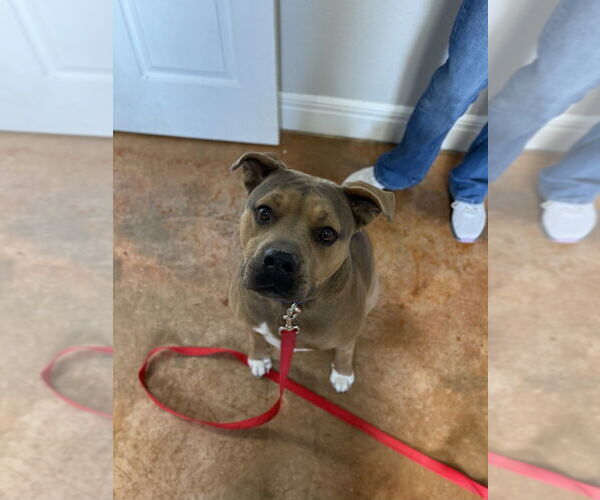 Medium Photo #13 American Staffordshire Terrier-Boxer Mix Puppy For Sale in Bolivar, MO, USA