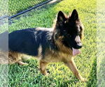 Small #1 German Shepherd Dog