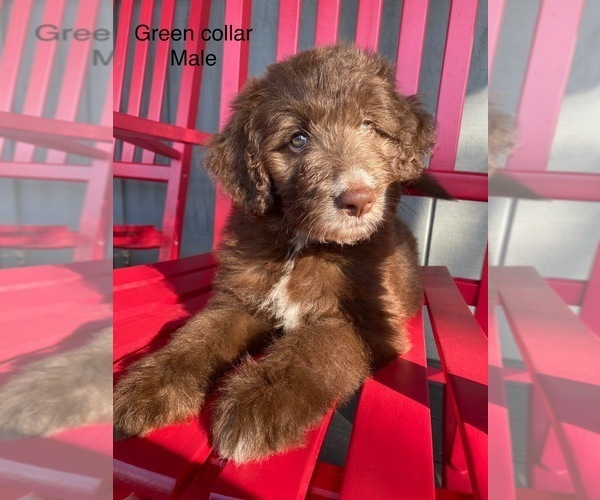 Medium Photo #3 Bordoodle Puppy For Sale in BAILEYTON, TN, USA