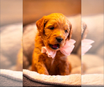 Puppy Coco Goldendoodle