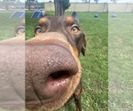 Small Photo #7 Doberman Pinscher Puppy For Sale in Houston, TX, USA