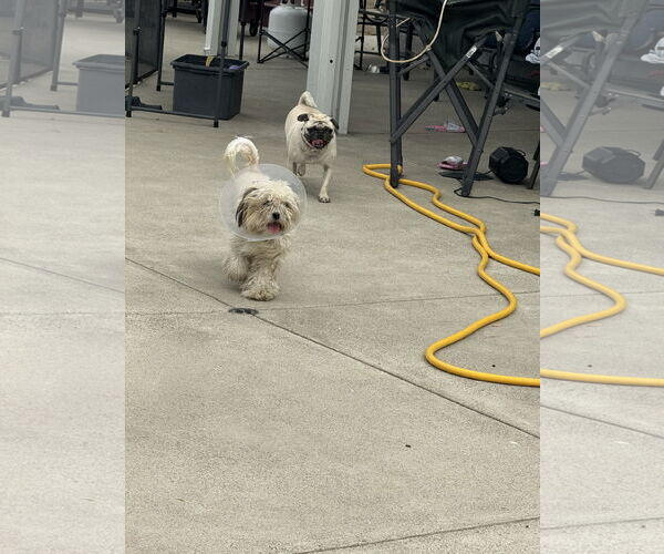 Medium Photo #11 Shih Tzu-Unknown Mix Puppy For Sale in Corona, CA, USA