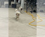 Small #10 Shih Tzu Mix