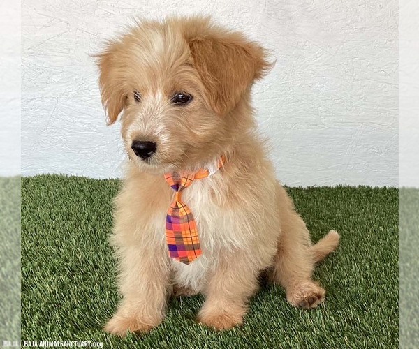 Medium Photo #4 Poodle (Miniature)-Unknown Mix Puppy For Sale in San Diego, CA, USA