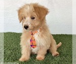 Small #3 Poodle (Miniature) Mix
