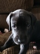 Small Photo #5 Great Dane Puppy For Sale in CLOVIS, CA, USA