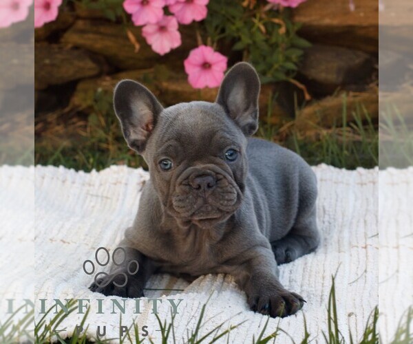 Medium Photo #4 French Bulldog Puppy For Sale in RONKS, PA, USA