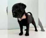 Small Photo #2 Aussiedoodle-Labradoodle Mix Puppy For Sale in BRYANTOWN, MD, USA